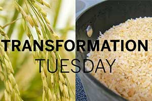 Tiny, but might. Rice is packed with lots of nutrients! Learn more about the crop from field to table with this Transformation Tuesday post on Texas Table Top.