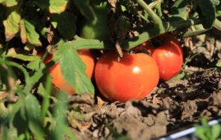 The U.S. Commerce Department has suspended its anti-dumping investigation into Mexican tomato growers.