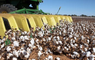 Oct. 7 is World Cotton Day. Hosted by the World Trade Organization, World Cotton Day is a celebration of cotton and its stakeholders from field to fabric and beyond.