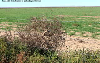 A common tumbleweed plant, kochia, is showing signs of herbicide resistance across the High Plains.