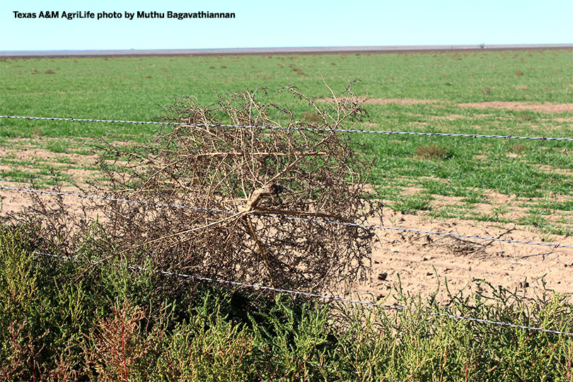 Herbicide-resistant tumbleweed invades High Plains - Texas Farm Bureau