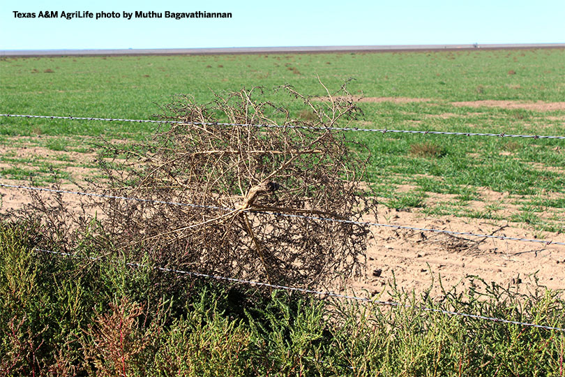 What plant makes a tumbleweed?