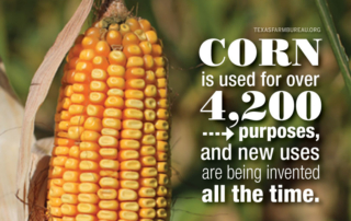 Corn has more than 4,200 different uses! Learn how it gets from field to table and home to business to vehicle.