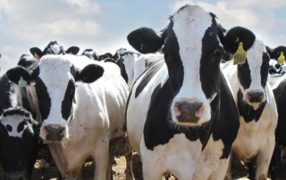 Enrollment for the 2020 Dairy Margin Coverage program is open. The deadline to enroll in the program for 2020 is Dec. 13, 2019.
