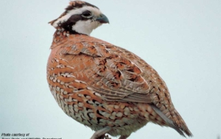 Observations by landowners and quail researchers indicate an average to slightly below-average quail forecast for the season that opens Oct. 26 statewide.