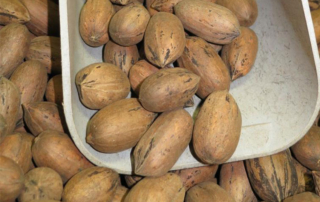 Senators John Cornyn and Ted Cruz of Texas are among a dozen lawmakers urging the U.S. Trade Representative’s Office to ask officials from India to lower or eliminate the tariffs levied on pecans from the United States.