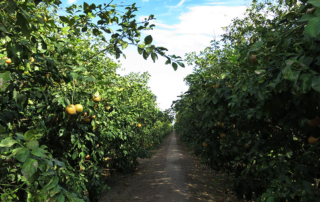The Texas citrus greening quarantine zone was recently expanded to include Brazoria and Galveston counties.