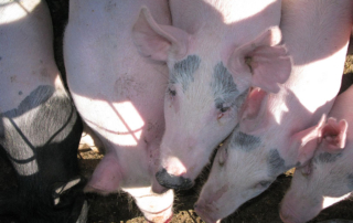 The Foundation for Food and Agriculture Research and the National Pork Board have awarded funding to research teams to study African swine fever and new testing methods for the disease.
