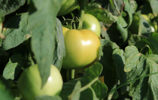 Researchers say a class of genes found in tomato plants has the potential to accelerate crop breeding for traits like drought resistance.