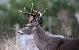 Concerns of spreading fever ticks have state officials urging hunters in South Texas to be vigilant when handling deer carcasses this season.