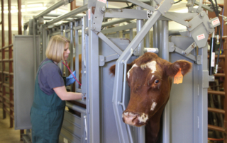 TAHC is accepting nominations for Texas geographic areas with veterinary shortages for food animal medicine, rural private or public practice.