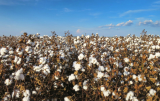 Seed cotton is available for ARC and PLC safety net programs under the 2018 Farm Bill.