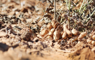 Drought took a toll on the Texas peanut crop this season.
