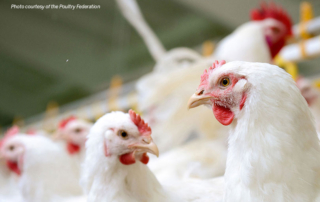 U.S. poultry is flocking back to China after the country announced it is lifting its ban on American poultry imports.