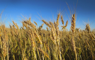 USDA’s Risk Management Agency announced it will continue to defer accrual of interest for 2019 crop year insurance premiums to help farmers and ranchers affected by extreme weather in 2019.