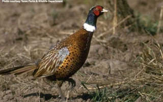 Improved pheasant numbers and conditions in the Texas Panhandle are combining for a favorable outlook for the pheasant hunting season that opens in December.