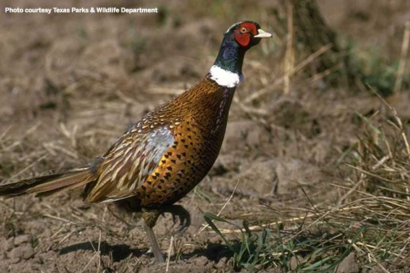 Conditions Prospects Favorable For Pheasant Season Texas Farm Bureau