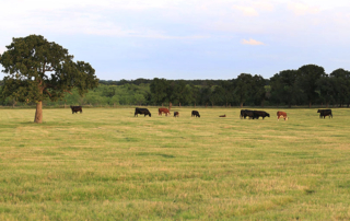 The deadline to sign up for Pasture, Rangeland and Forage insurance is Nov. 15. PRF is a risk policy designed to provide annual protection for ranchers.