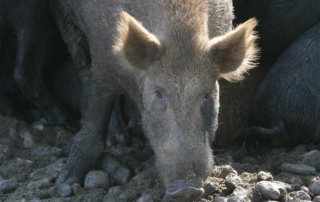 USDA is awarding more than $1.4 million to fund three pilot projects to control feral swine in Texas.