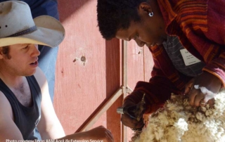 Applications for the Texas A&M AgriLife Extension Service sheep shearing school are due by Dec. 6.