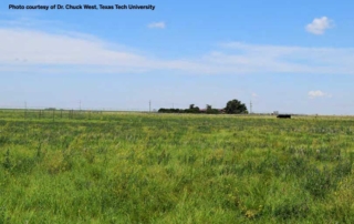 New research from Texas Tech University reveals there may be a way for cattlemen on the Texas High Plains to help their cattle gain more grazing while using less water.