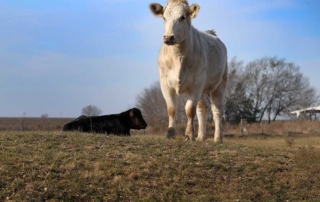 The winter outlook for pastures and rangeland across Texas is mostly dry, and ranchers should be on the lookout for signs of lice and bovine respiratory disease (BRD).