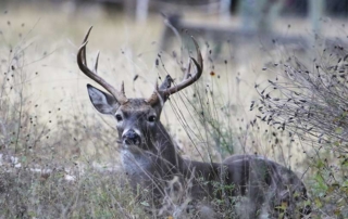 The Texas Parks and Wildlife Department (TPWD) is seeking public comment on proposed changes to the Managed Lands Deer Program, which includes establishing fees for participation in the program and clarifying existing program provisions.