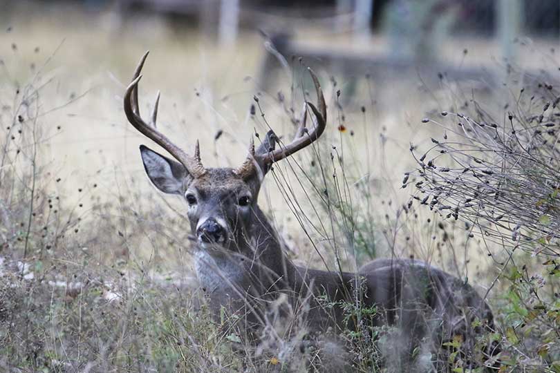 TPWD proposes fees for Managed Lands Deer Program - Texas Farm Bureau