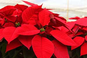 Texas grower Nolan Jeske shares tips for how to care for your poinsettias this Christmas holiday to keep them lasting as long as possible.