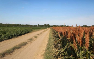 The American Farm Bureau is hopeful for progress on trade negotiations and regulatory changes that will help agriculture in 2020.