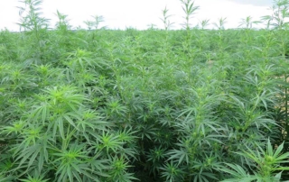 The U.S. Department of Agriculture has approved the Texas hemp plan submitted by the Texas Department of Agriculture.