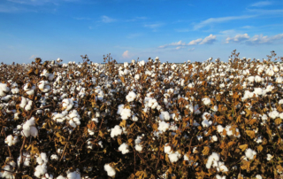 Farmers across the U.S. say they will plant less cotton for the 2020 growing season, but the reduction in cotton acreage may not be as significant as some feared.