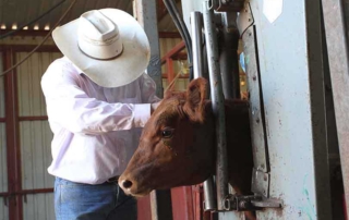 The Beef Quality Assurance program has updated its online training modules to make them more realistic and useful.