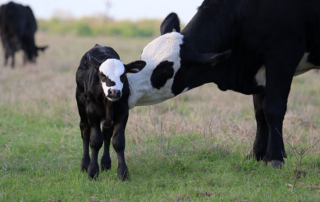 A website is available to help ranchers track and diagnose Bovine Viral Diarrhea Virus. (BVDV).