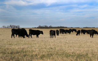 Pinkeye in cattle can lead to a loss of production and reduced profitability.