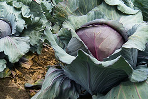 Meet Mike Helle. This Rio Grande Valley farmer grows cabbage, bringing flavor and good fortune to tables near and far.