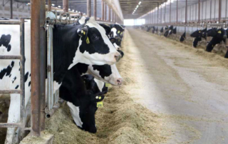 The continued growth of the Texas dairy industry shows no signs of slowing down, despite recent bankruptcy filings by Dean Foods and Borden Dairy.