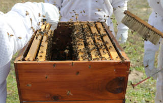 USDA announced updates for honeybee producers to the Emergency Assistance for Livestock, Honeybees and Farm-Raised Fish Program (ELAP).