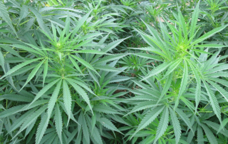 Licenses for hemp growers in the state of Texas will be released online by the Texas Department of Agriculture.