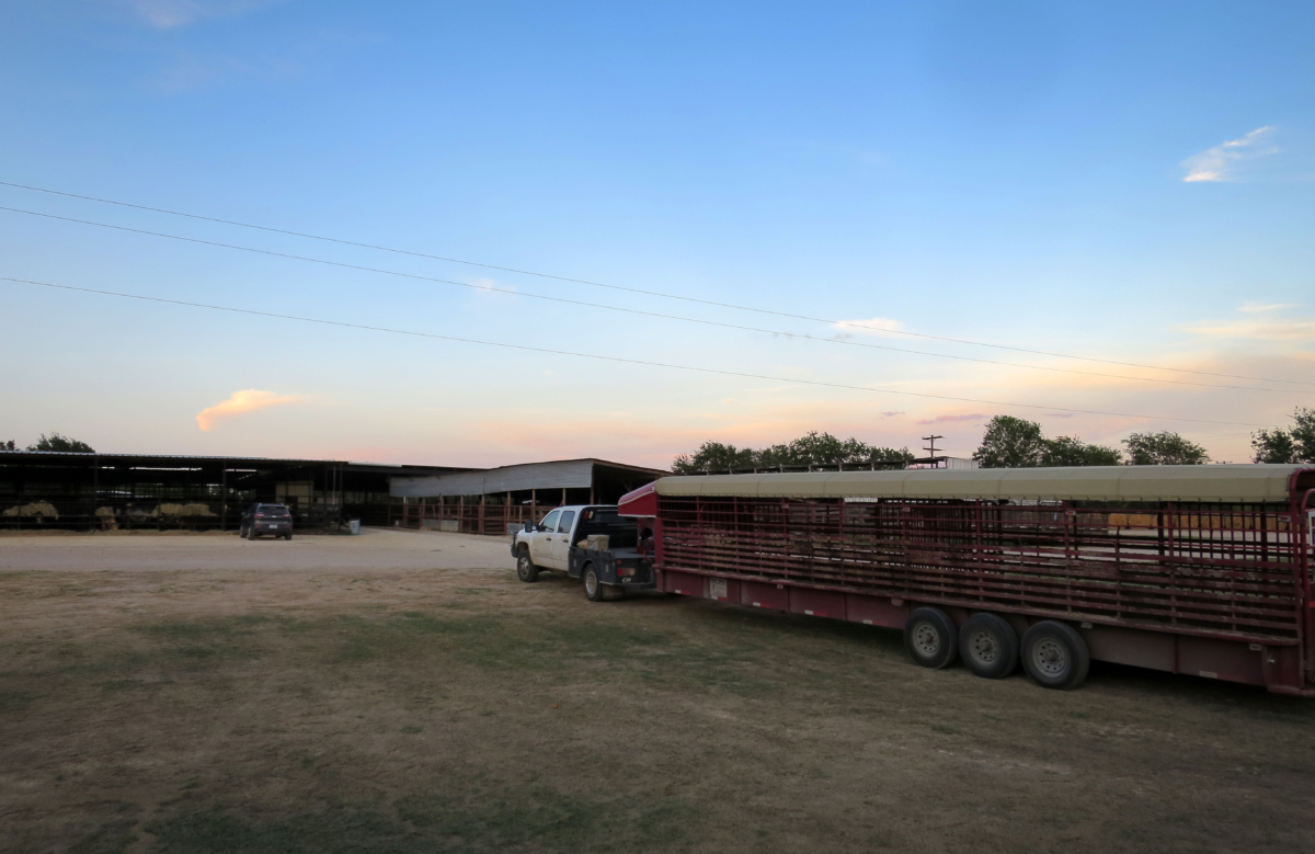 Livestock sale barns implement changes during COVID19 Texas Farm Bureau