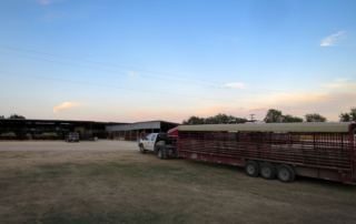 Many local livestock sale barns are changing protocol for sellers and buyers of cattle and other livestock during COVID-19.