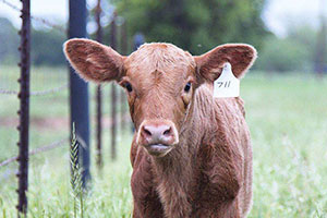 Baby calves. Wildflowers. The sounds of tractors in the field. It's a few of the things we love about spring!