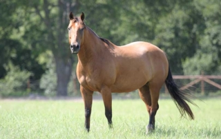Make sure horses are ready for warmer weather by vaccinating against West Nile virus and Eastern Equine Encephalitis.