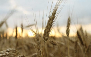 A new USDA report shows a steady increase in U.S.-grown wheat purchases by the Philippines.