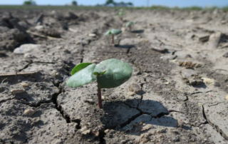 Insect pressure is fairly light as farmers continue planting cotton across the Rio Grande Valley.