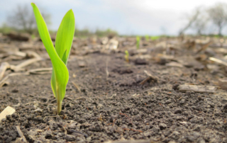 The much-anticipated Prospective Plantings report was released by USDA this week, reflecting mostly positive attitudes when the survey was taken in late February and early March.