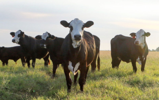 Texas Farm Bureau is hosting a Tele-Town Hall discussion on Tuesday, April 7, at 7 p.m. (CST) on the impact the Coronavirus (COVID-19) is having on cattle markets.