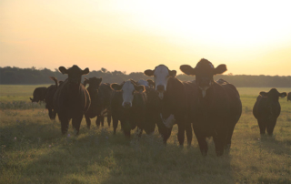 U.S. farmers and ranchers impacted by the coronavirus could receive at least some aid from the U.S. Department of Agriculture by the end of May.