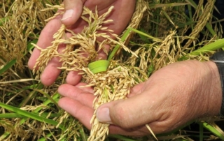 Wheat and rice farmers may soon have a new tool in the fight against fungal disease.