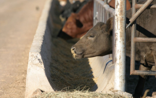 The coronavirus pandemic sparked extreme volatility in beef and cattle markets, leading the American Farm Bureau Federation to urge a close examination of livestock markets.